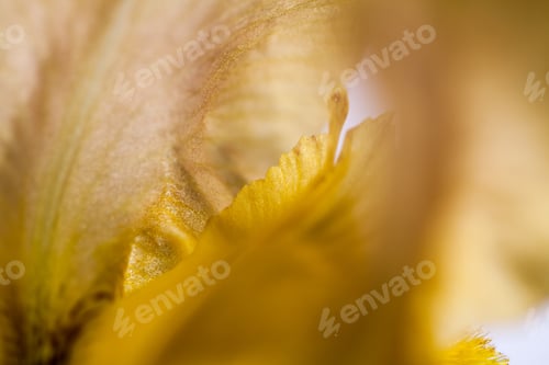 Preview: Beautiful Iris Flower With Details