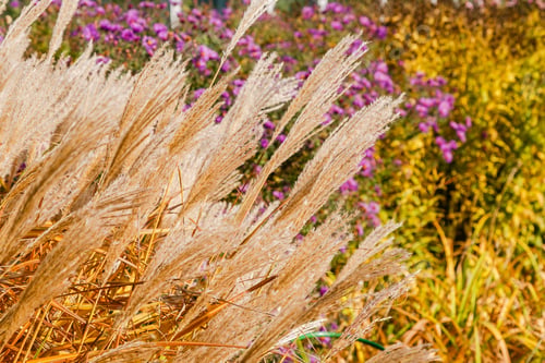 Preview: Flowers In The Autumn Garden. Flowering Perennials In The Garden Or Park