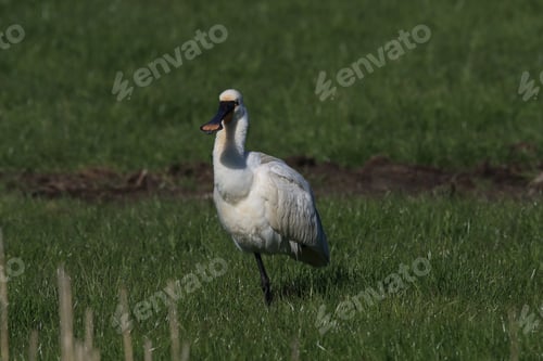 Preview: Eurasian Or Common Spoonbill In Nature Island Texel,Holland