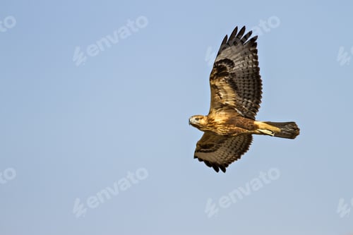 Preview: Flying Hawk. Nature Background. Yellow Blue Background. Bird: Long Legged Buzzard. Buteo Rufinus