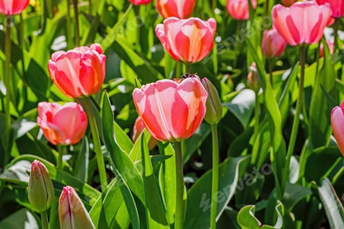 Preview: Pink Flowers Tulips. Blooming Tulips In The Spring Garden. Tulips Early-Flowering Bulbous Plants