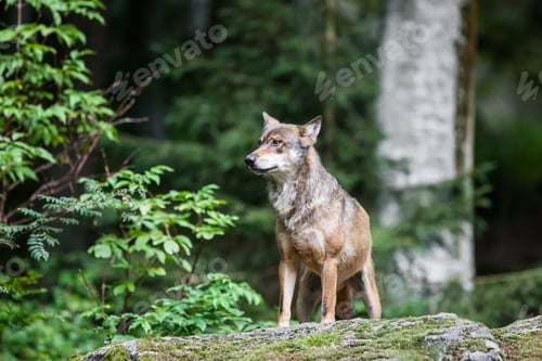 Preview: Wolves In The Bavarian Forest National Park, Bavaria, Germany