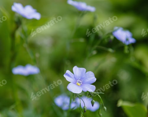 Preview: Blue Flax (Linum Perenne) In Garden.