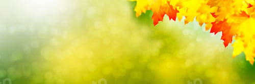 Preview: Autumn Landscape With Bright Colorful Leaves. Indian Summer.