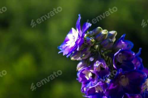 Preview: A Bouquet Of Bright Spring Flowers Of Various Types