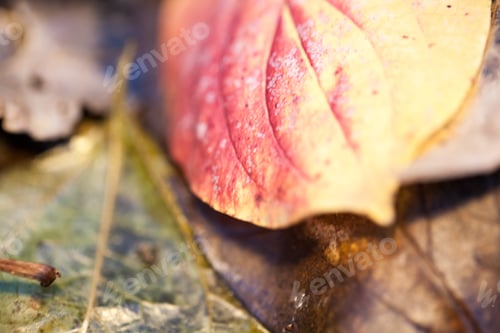 Preview: Beautiful Autumn Leaves In The Park