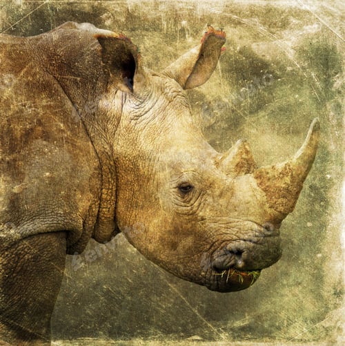 Preview: Rhinoceros Isolated On Textured Grunge Background
