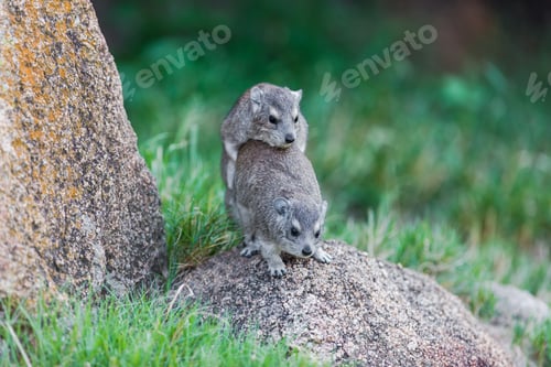 Preview: Rock Or Cape Hyraxes (Procavia Capensis) On A Rock In The Serengeti National Park, Tanzania, Africa.