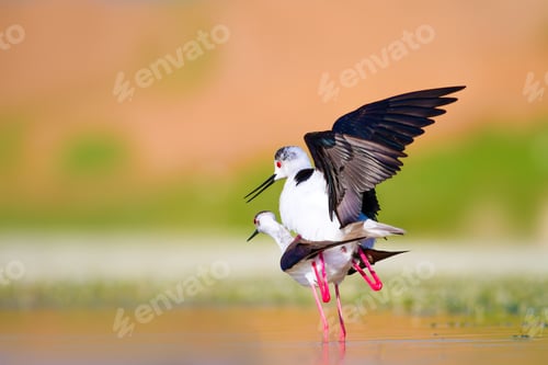 Preview: Cute Long Legged Birds. Bird Mating. Colorful Nature Background.