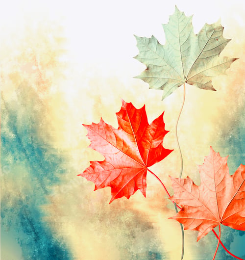 Preview: Autumn Landscape. Beautiful Leaves. Colorful Trees. Foliage