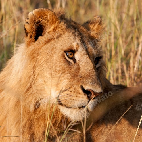 Preview: Male African Lion In The Maasai Mara, Kenya