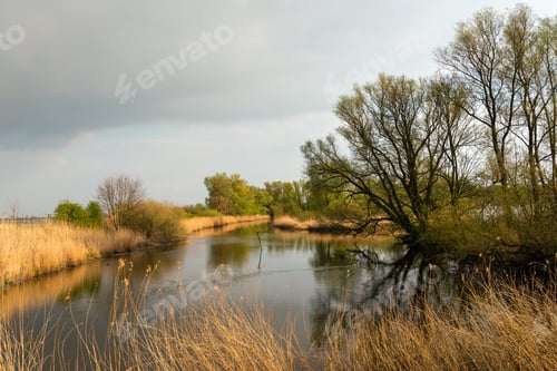 Preview: Tree Silhouettes Reflected In The Mirror Smooth Water Surface Of The Pond In The Dutch Nature