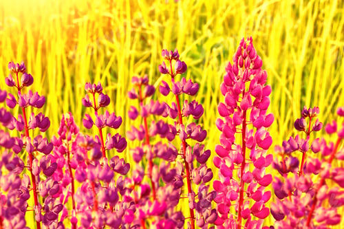 Preview: Summer Landscape With Beautiful Bright Lupine Flowers