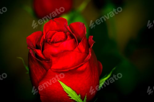 Preview: Beautiful Red Rose Flower. Nature. Close Up, Selective Focus