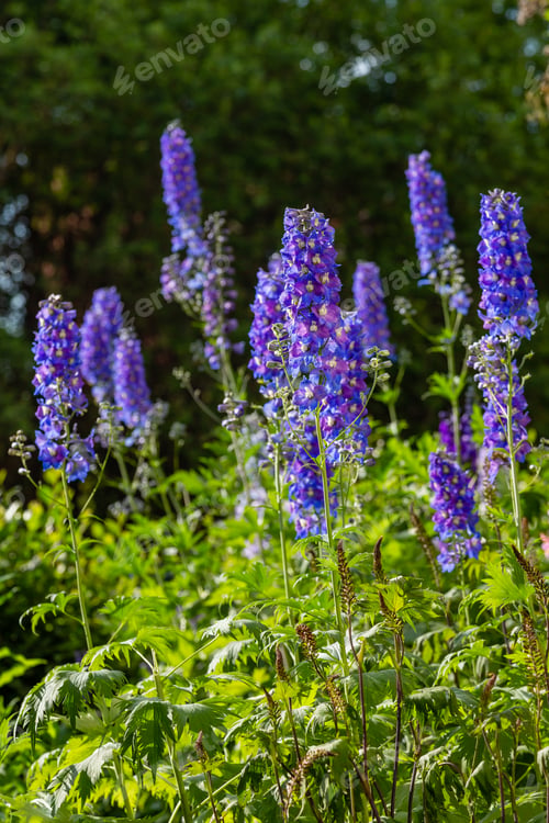 Preview: Beautiful Delphiniums Blooming In The Garden.