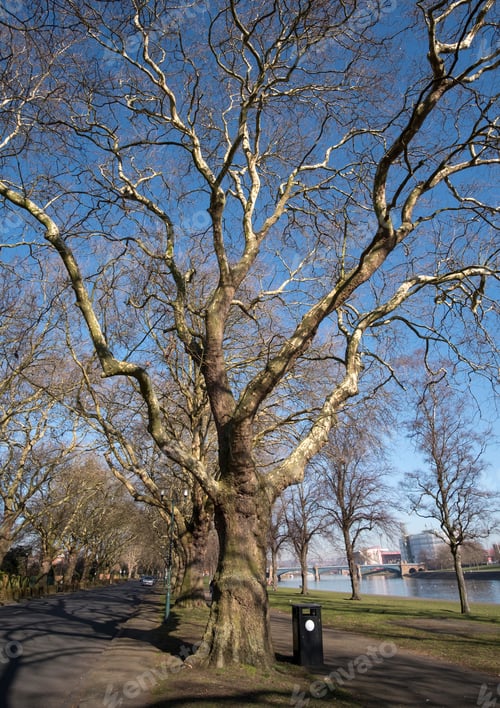 Preview: Bare Autumn Tree Black Trash Can Image