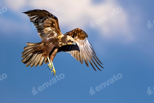 Preview: Flying Hawk. Bird Of Prey. Blue Sky Background.