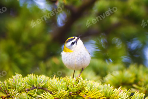 Preview: Cute Forest Bird. Common Firecrest / Regulus Ignicapilla
