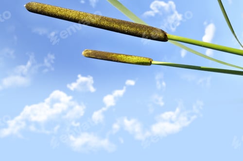Preview: Photo. Reeds Against A Blue Sky.