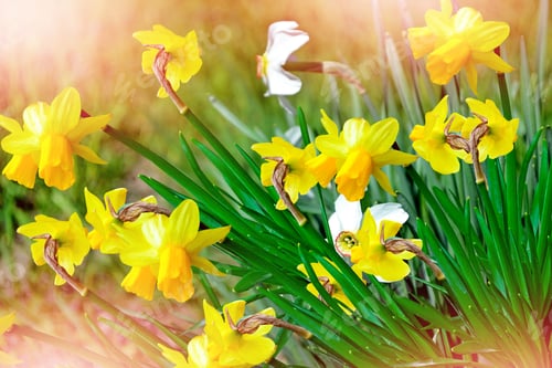 Preview: Spring Landscape. Beautiful Spring Flowers Daffodils. Yellow Flowers.