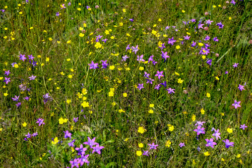 Preview: Sunny Meadow With Dandellions And Daisies In Summer At Countryside
