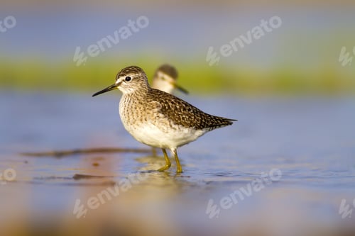 Preview: Cute Bird Sandpiper. Colorful Nature Background Marsh Sandpiper / Tringa Stagnatilis