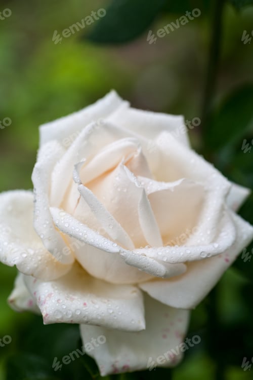 Preview: White, Beautiful, Delicate Rose Petals And Water Drops