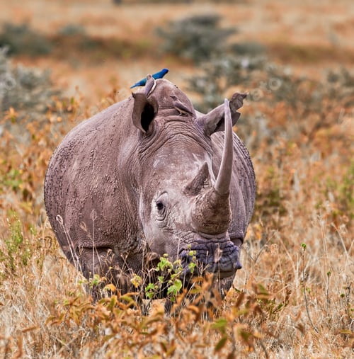 Preview: White Rhinoceros Or Square-Lipped Rhinoceros (Ceratotherium Simum) With Her Baby In Lake Nakuru