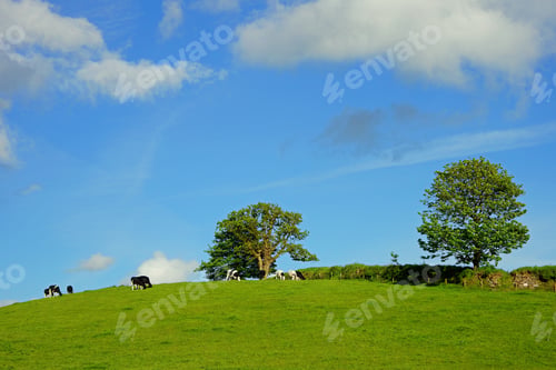 Preview: Friesian Cows Grazing Peacefully In A Meadow On A Beautiful Spring Day, Near St Cleer, Bodmin Moor