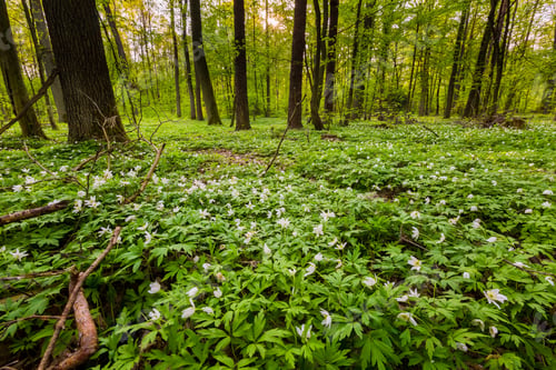 Preview: Spring Forest Landscape With White Anemones Blooming. Natural Forest Landscape.