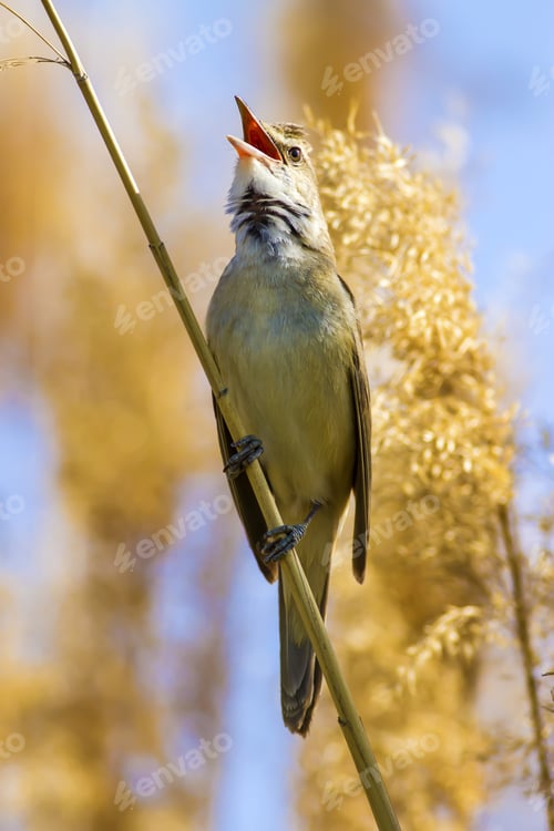 Preview: Singing Bird. Nature Habitat Background. Bird: Great Reed Warbler. Acrocephalus Arundinaceus.