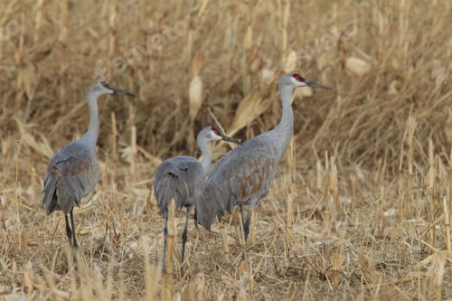 Preview: Sandhill Crane Bosque Del Apache Wildlife Reserve New Mexico Usa