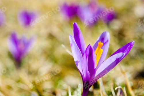 Preview: Close-Up Of Crocus Flowers In A Sunny Spring Day
