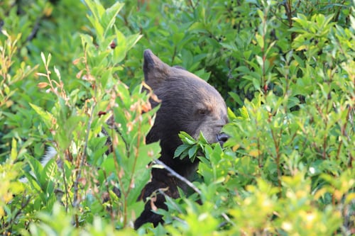 Preview: Grizzly Bear (Ursus Arctos Horribilis), Glacier National Park, Montana, United States Of America