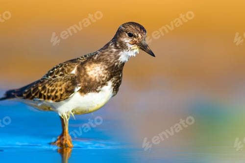 Preview: Cute Water Bird. Nature Background. Ruddy Turnstone / Arenaria Interpres