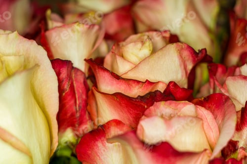 Preview: Beautiful Large Bouquet Of Yellow-Red Roses. Nature. Close Up, Selective Focus