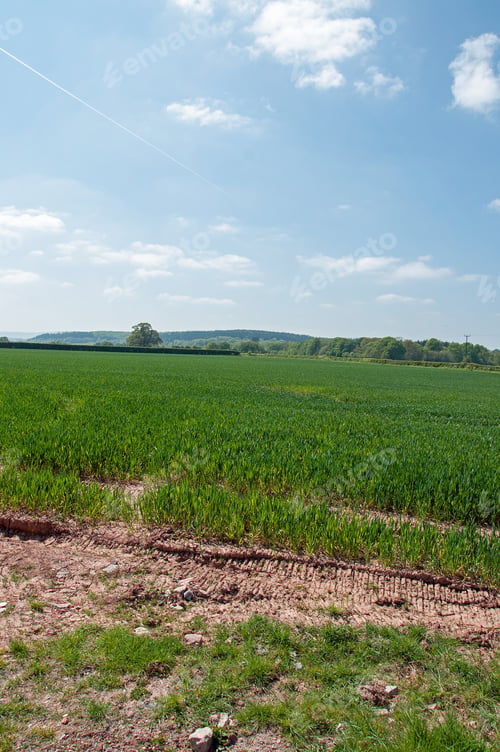 Preview: Springtime Crops In The British Countryside.