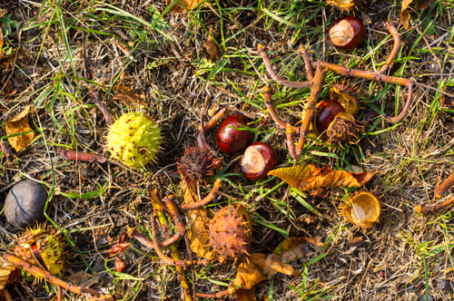 Preview: Autumn Leaves And Chestnuts On The Ground