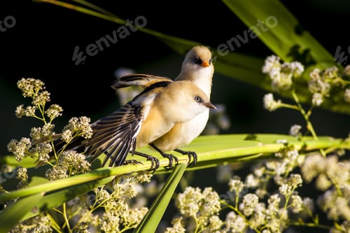Preview: Cute Birds. Green Reed. Black Nature Background. Bearded Reedling / Panurus Biarmicus