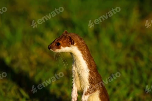Preview: Weasel. Green Nature Background. Least Weasel. Mustela Nivalis