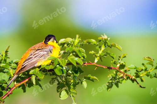 Preview: Cute Bird. Green Nature Background. Bird On Green Branch. Black Headed Bunting