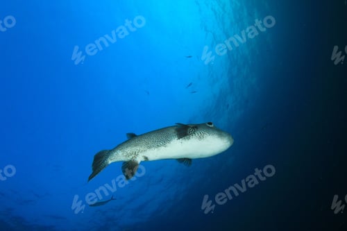 Preview: Giant Pufferfish