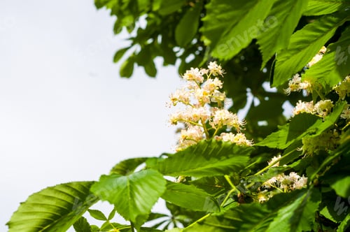 Preview: Flowering Branches Of Chestnut Castanea Sativa Tree, And Bright Blue Sky