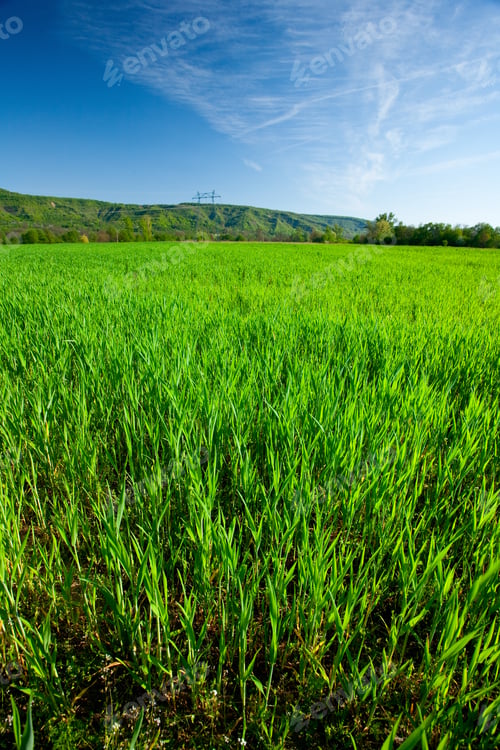 Preview: Vibrant Landscape With A Wheat Field At Sunset