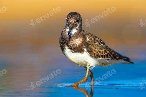 Preview: Cute Water Bird. Common Bird Ruddy Turnstone. Colorful Nature Background. Bird: Ruddy Turnstone