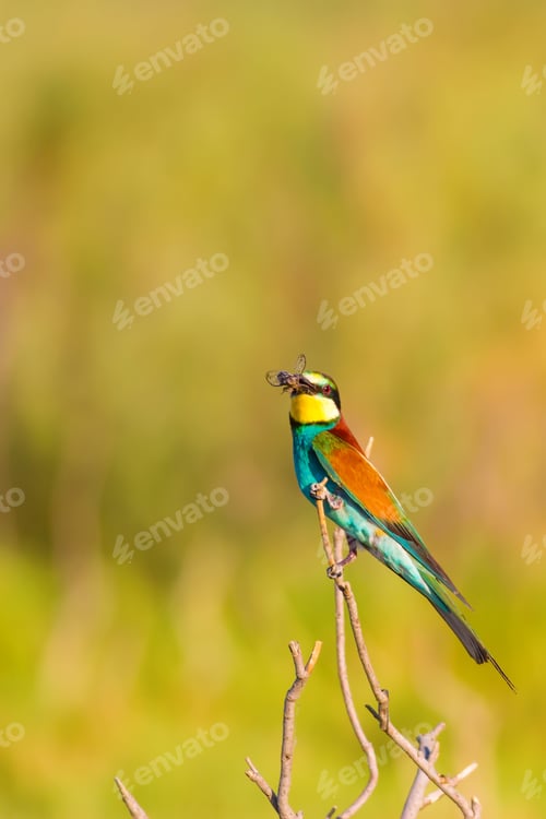 Preview: Colorful Bird. Warm Colors Nature Background.