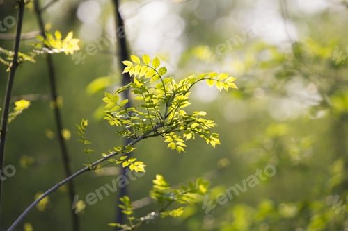Preview: Light Green Leaves On Dark Green, Natural Background