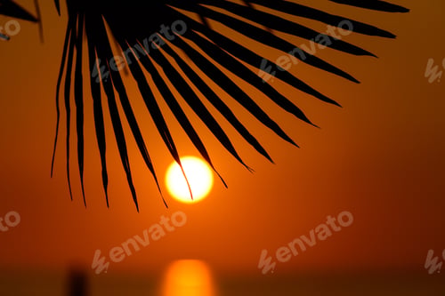 Preview: Silhouette Of Sabal Palmetto Leaves Against Sunset Sky