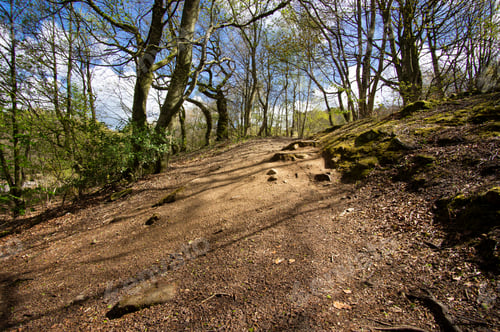 Preview: Bare Dirt Woodland Path Example