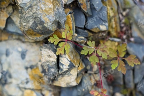 Preview: Rocks And Stones Of The Sea Coast
